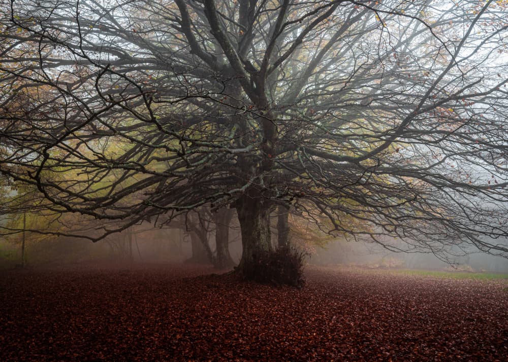 Misty Autumn Forest by Sergio Barboni — canvas wall art