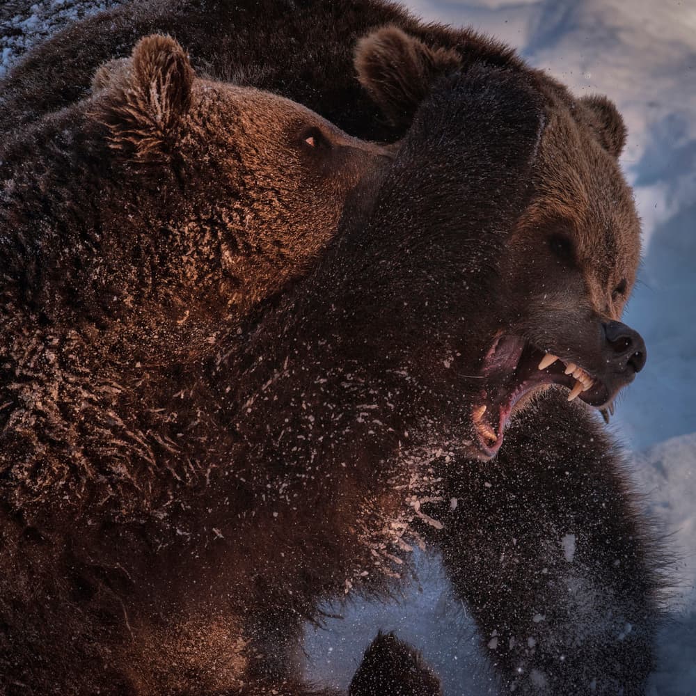 Grizzly Bear Confrontation by Jure Kravanja — canvas wall art