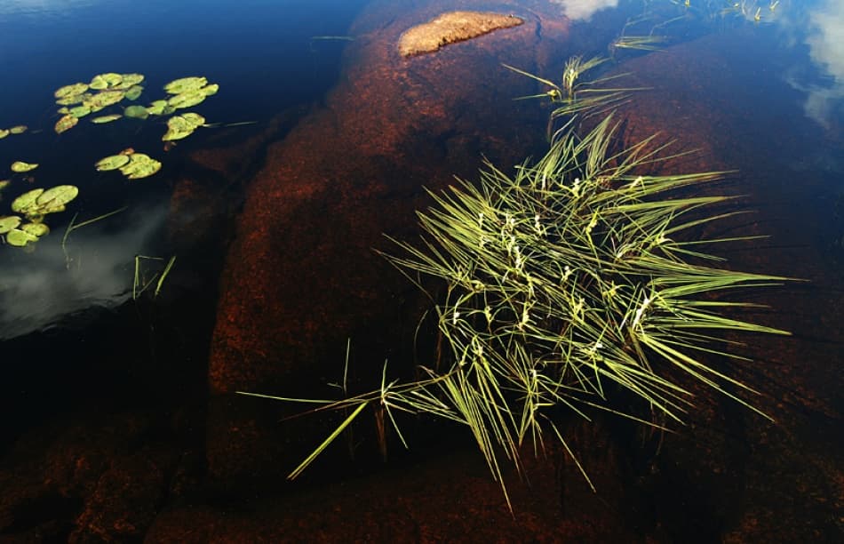 Shallow Water Life by Bror Johansson — canvas wall art
