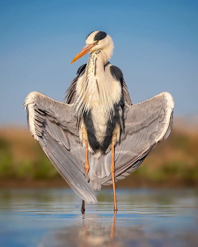 Majestic Heron Wings Spread by Annie Poreider — canvas wall art