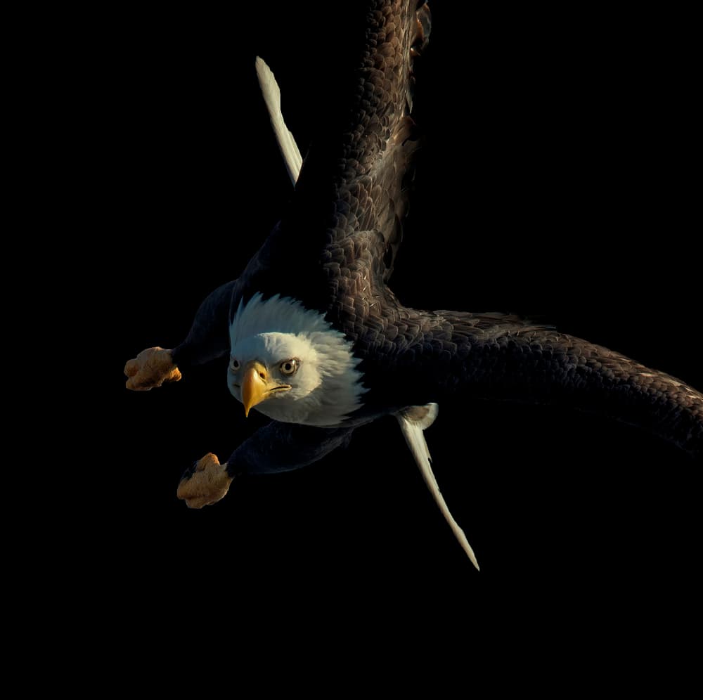 Intense Eagle Flight by Yu Cheng — canvas wall art