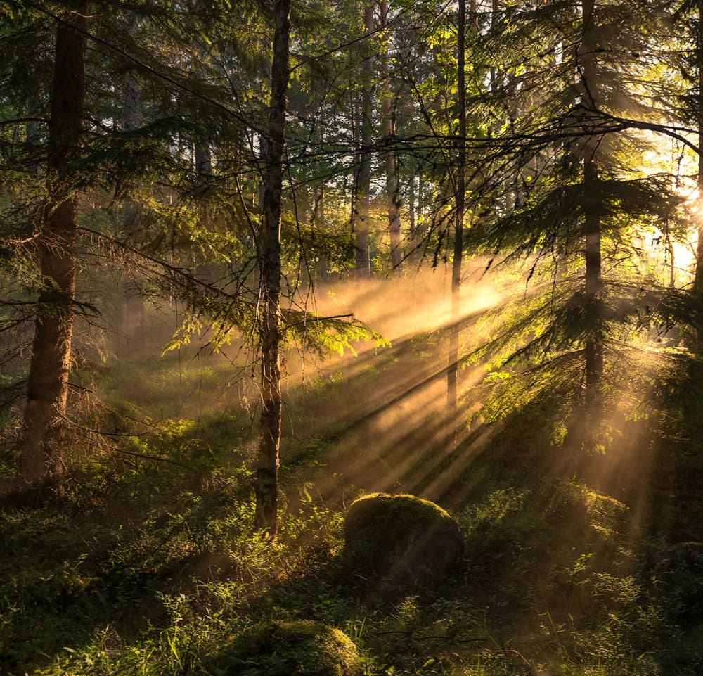 Golden Forest Rays by Christian Lindsten — canvas wall art