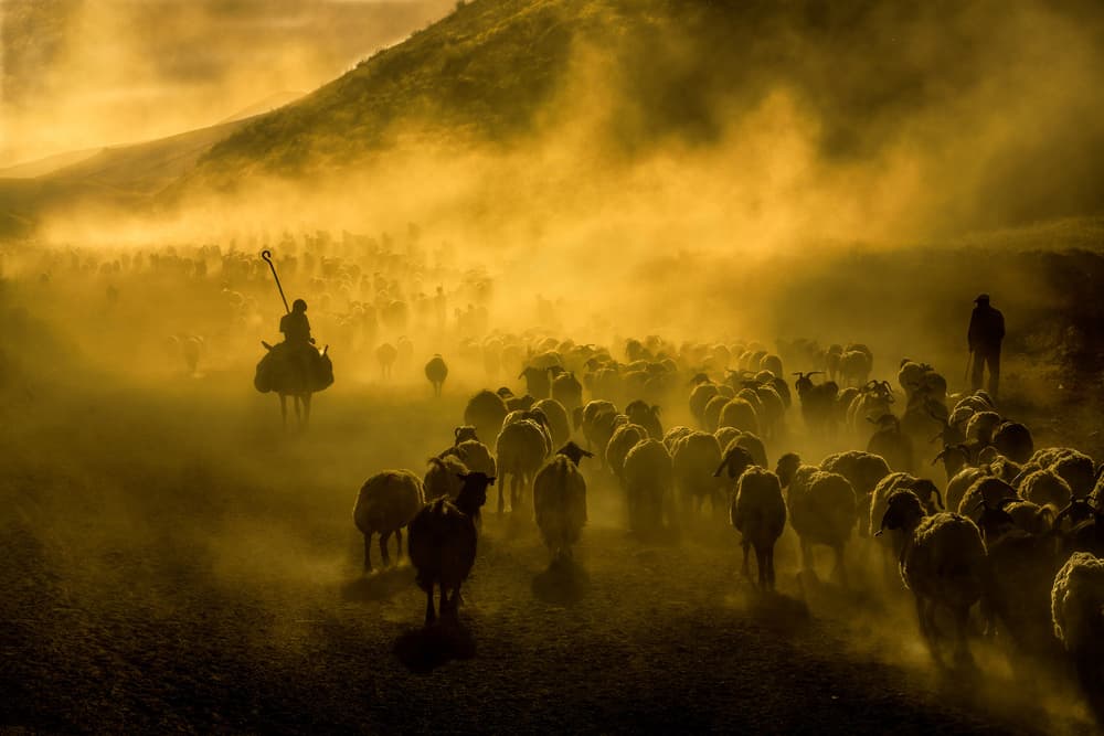 Golden Hour Shepherd by Ummu Nisan Kandilcioglu — canvas wall art