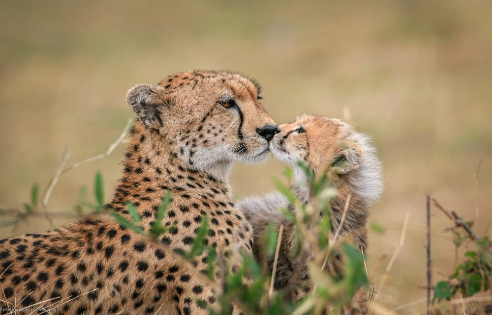 Cheetah Mother Cub Love by Jeffrey C. Sink — canvas wall art