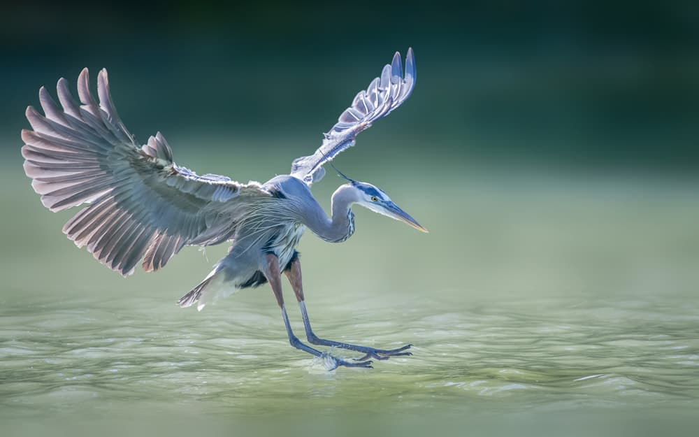 Graceful Heron Landing by Alex Li — canvas wall art