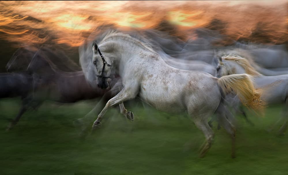 Dynamic Galloping Horses by Milan Malovrh — canvas wall art