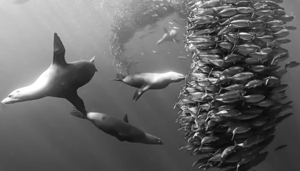 Sea Lions Hunting Fish by KIMIO KOBAYASHI — canvas wall art