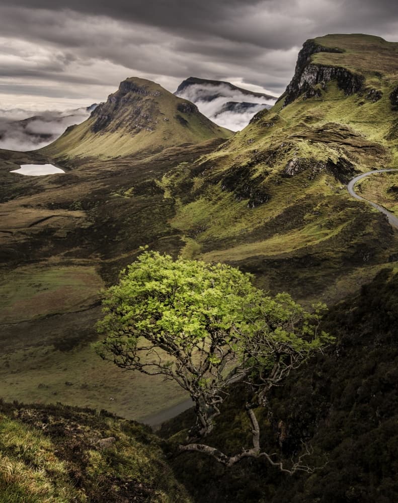 Green Tree Highland Vista by Claes Thorberntsson — canvas wall art
