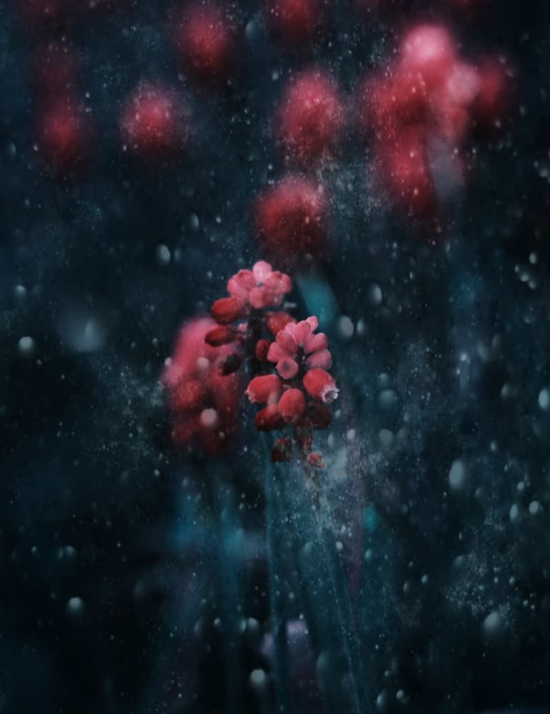 Sparkling Dark Bloom by Delphine Devos — canvas wall art