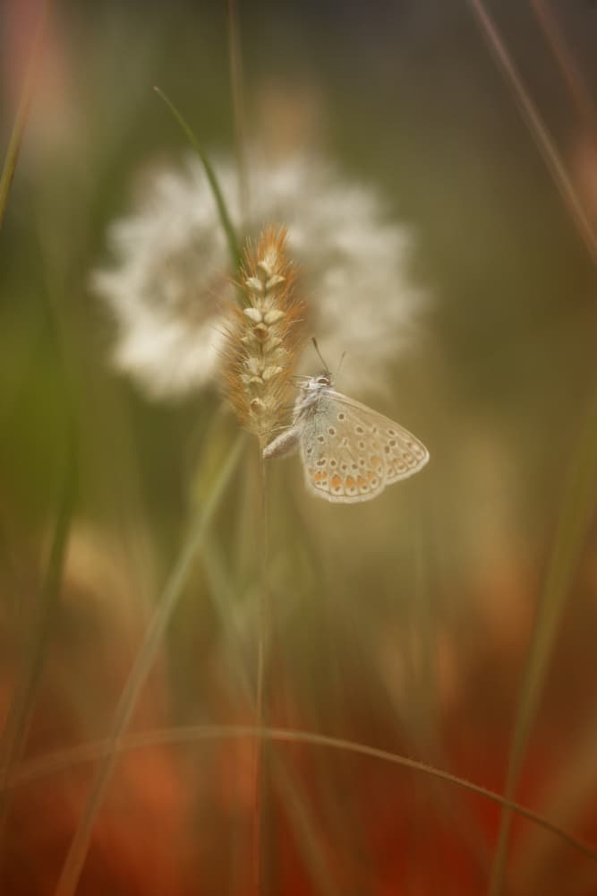 Soft Meadow Butterfly by Fabrizio Daminelli — canvas wall art
