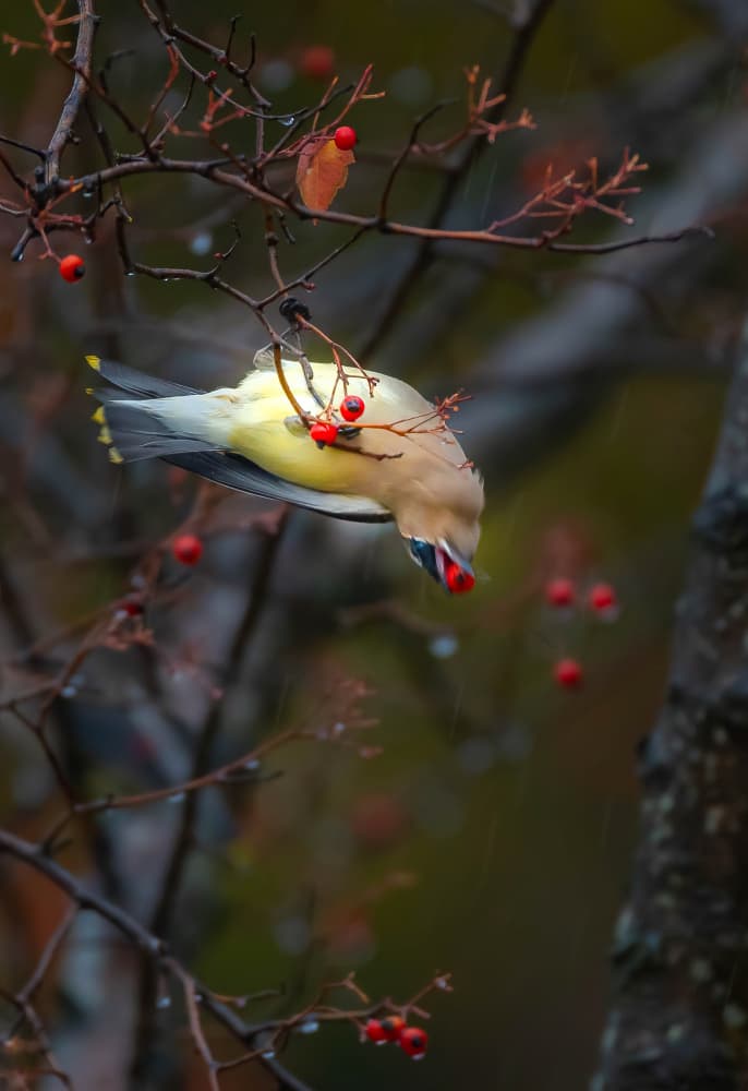 Waxwing Eating Red Berries by Johnson Huang — canvas wall art