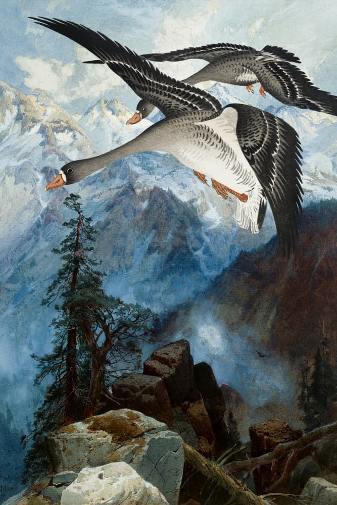 Alpine Geese Soaring by Marja van den Hurk — canvas wall art