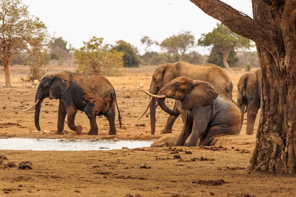 African Elephants Mud Bath by Massimo Mei — canvas wall art