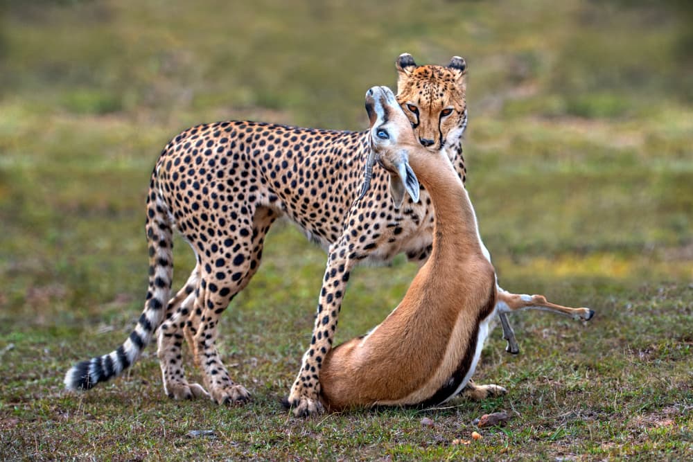 Cheetah Captures Gazelle by Xavier Ortega — canvas wall art