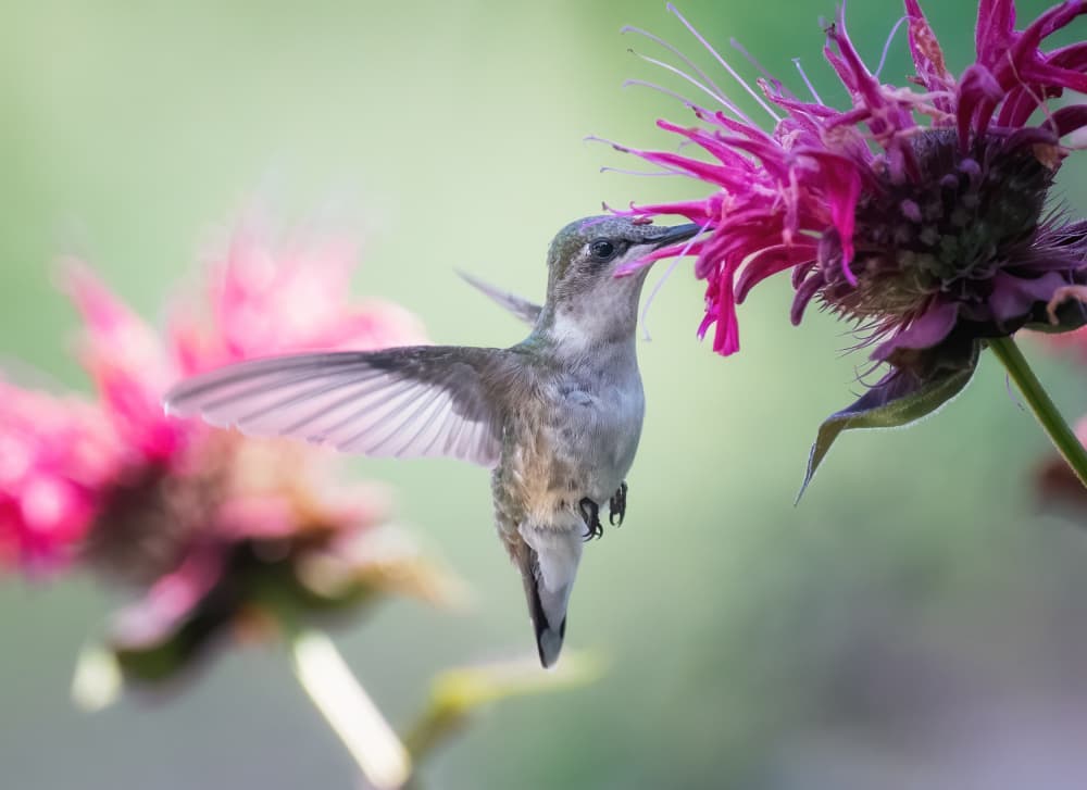 Hummingbird Nectar Bloom by Li Chen — canvas wall art
