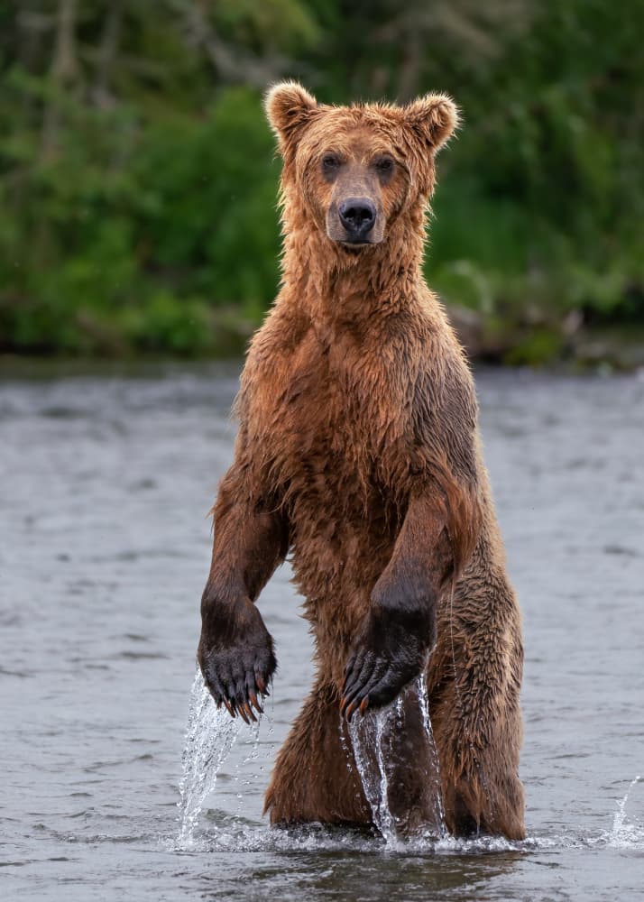 Upright Grizzly Bear by Ruiqing P. — canvas wall art