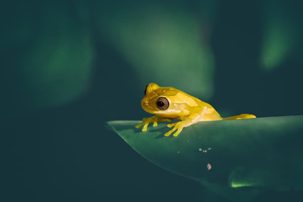Curious Yellow Frog by Siyu_Wei APA — canvas wall art