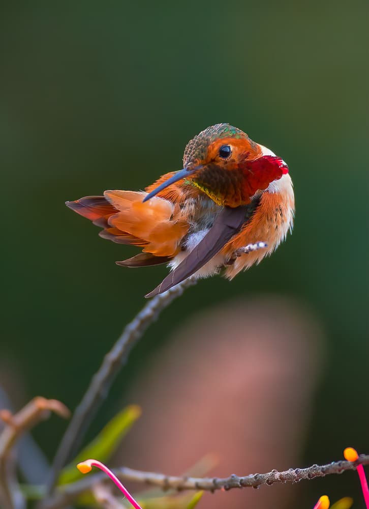 Vibrant Hummingbird Preening by Johnson Huang — canvas wall art