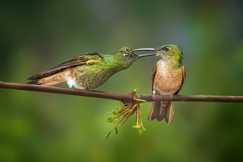 Baby Hummingbird Feeding by Siyu_Wei APA — canvas wall art