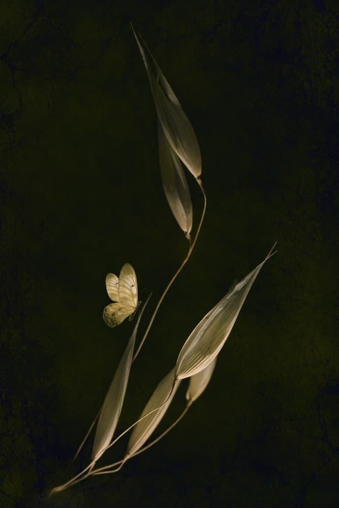 Dark Botanical Butterfly by Cicek Kiral — canvas wall art