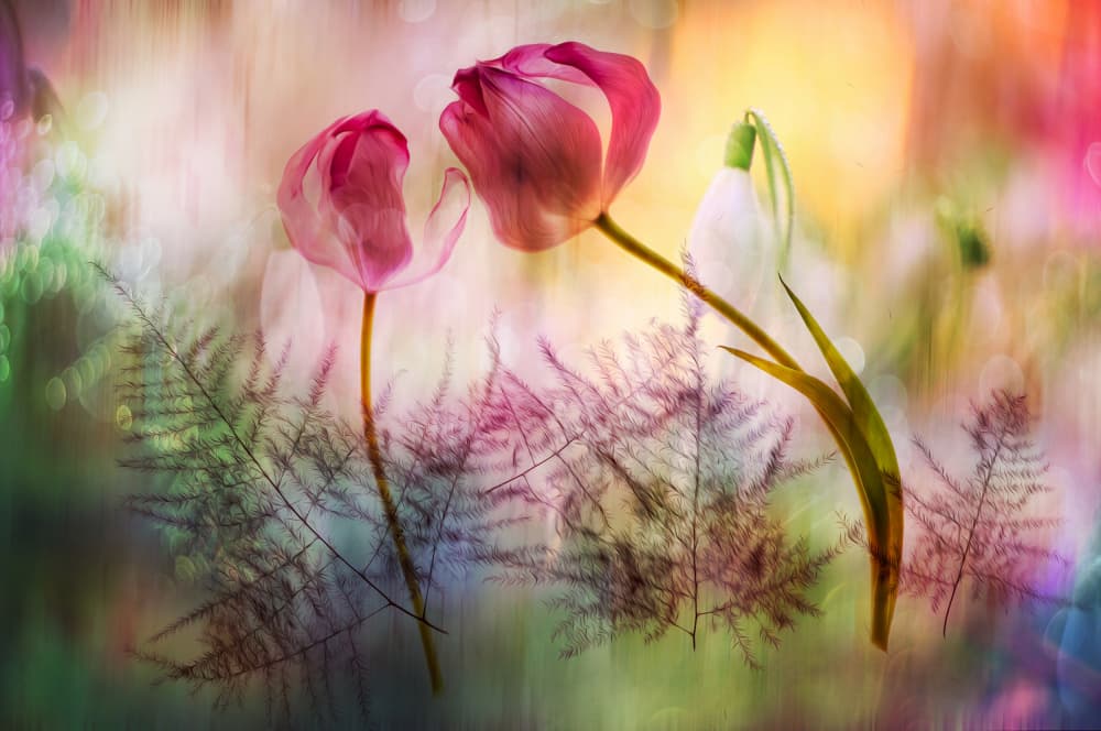 Soft Pastel Blooms by Hilda van der Lee — canvas wall art