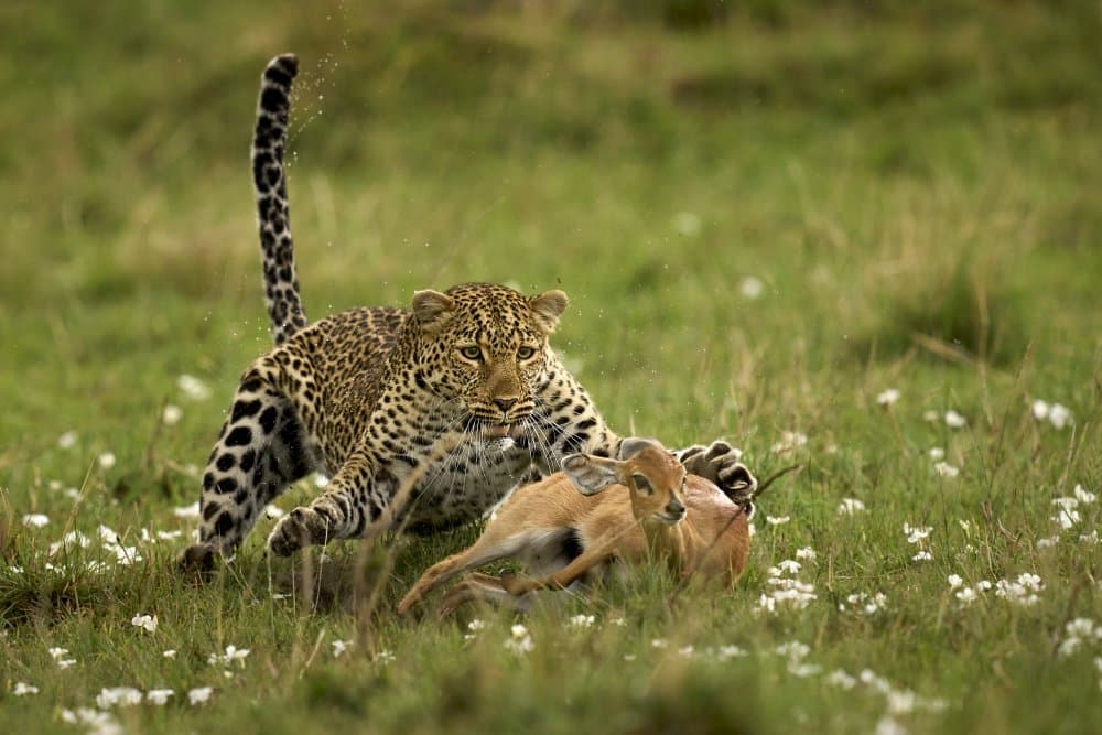Leopard Surprise by Peter Hudson — canvas wall art
