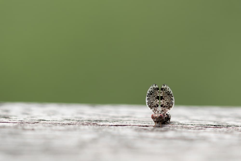 Intricate Macro Insect by Daan de Vos — canvas wall art