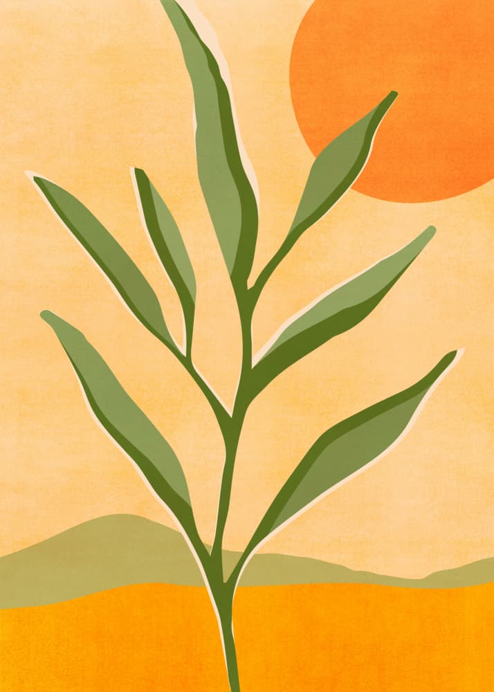 Baby Olive Tree by Kristian Gallagher — canvas wall art