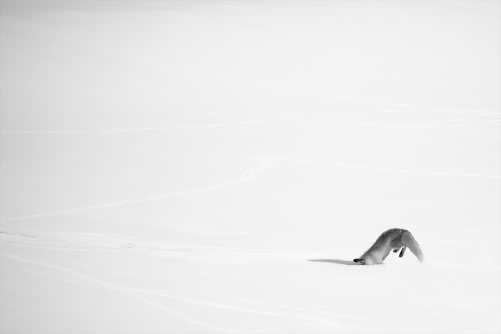 Fox Hunting Snow by Libby Zhang — canvas wall art