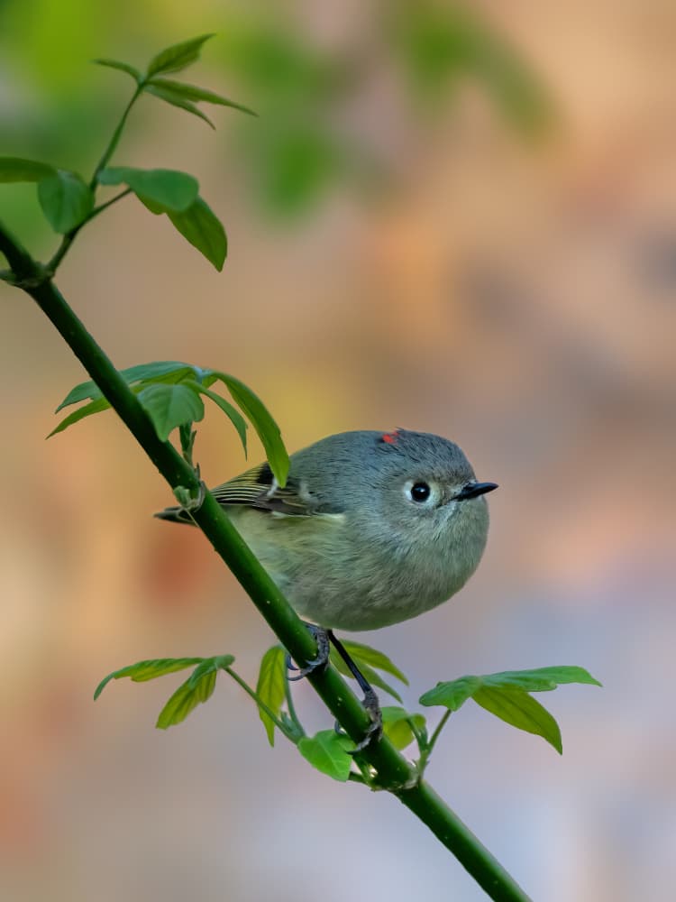 Ruby Crowned Bird by Jacob (Jian) Xu — canvas wall art