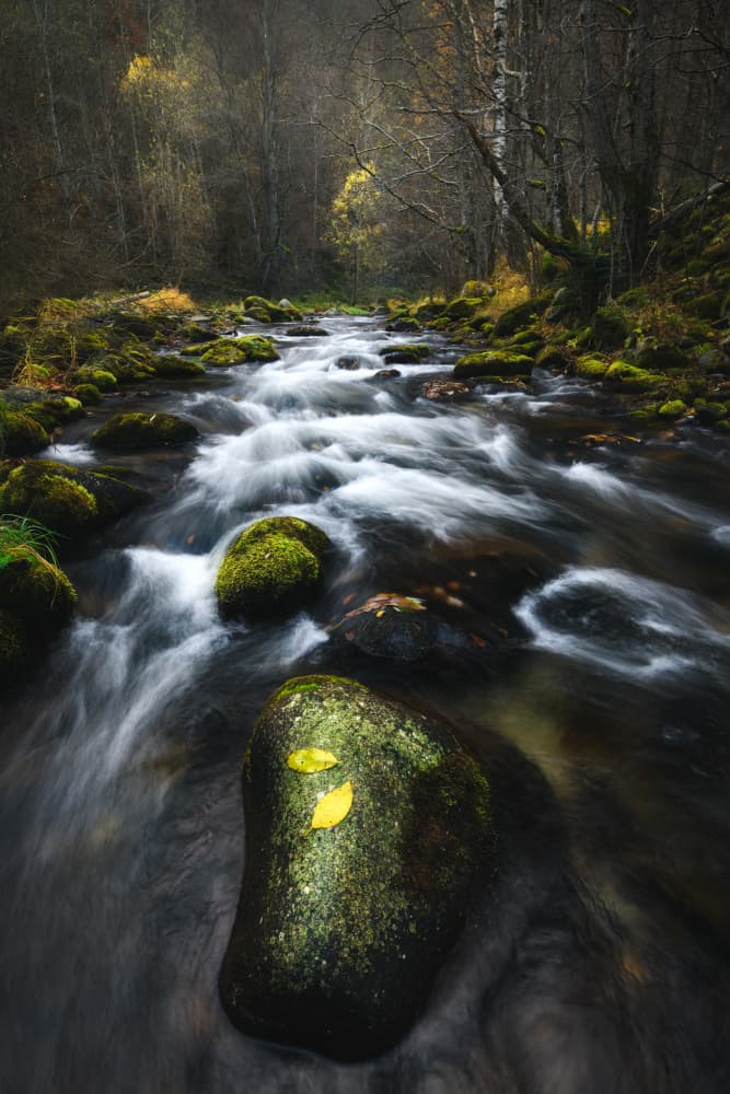 Tranquil Forest Stream by Ionut Petrea — canvas wall art