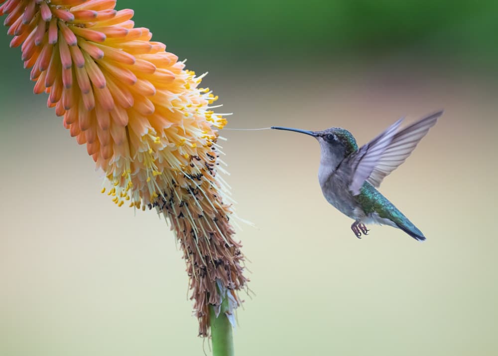 Hummingbird Nectar Flight by Li Chen — canvas wall art