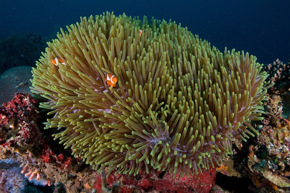Underwater Anemone Clownfish by Ilan Ben Tov — canvas wall art