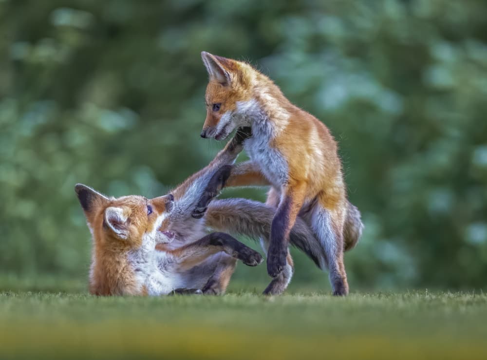 Playful Red Foxes by Judy Tseng — canvas wall art