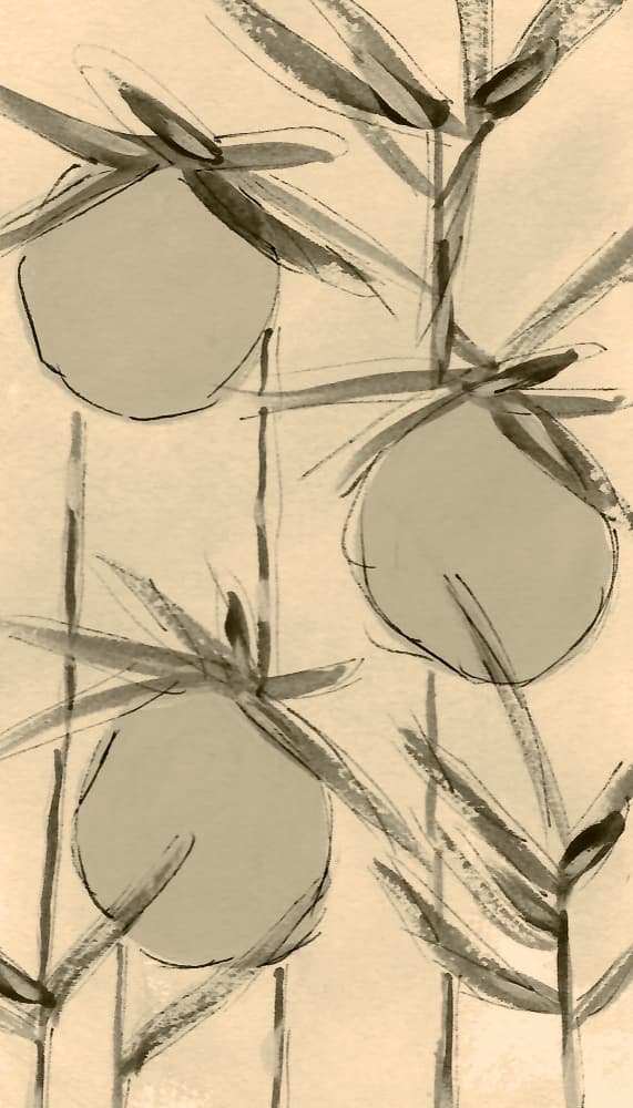 Sepia Cotton Plants by Lori Ann Folz — canvas wall art