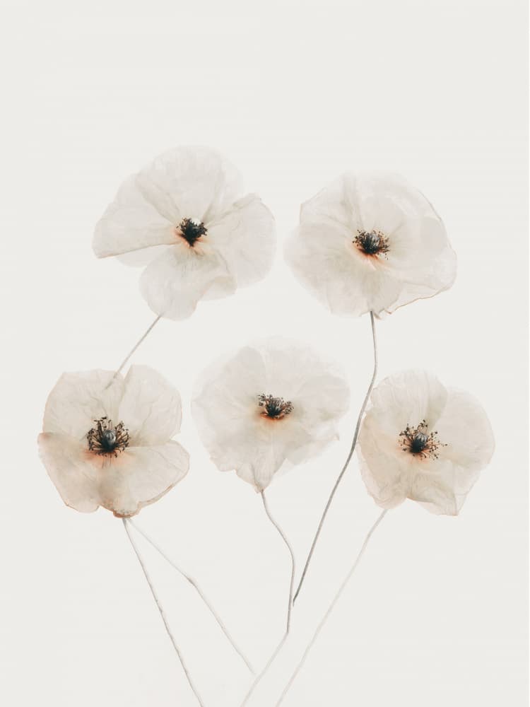 Delicate White Poppies by Bilge Paksoylu — canvas wall art