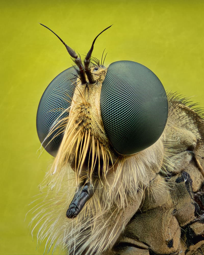 Macro Fly Eyes by Antoni Figueras — canvas wall art
