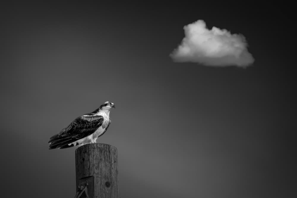 Osprey Under Lone Cloud by Alex Zhao — canvas wall art