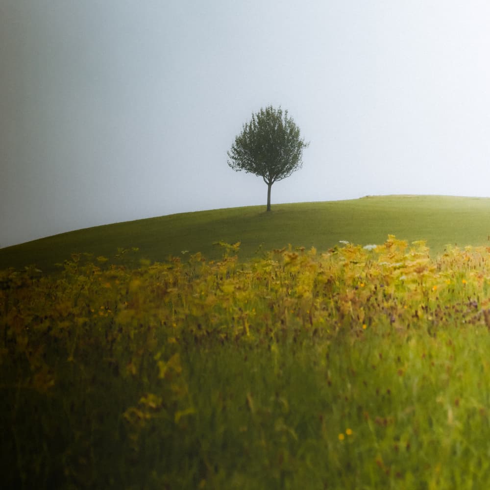 Misty Hilltop Tree by Renate Wasinger — canvas wall art