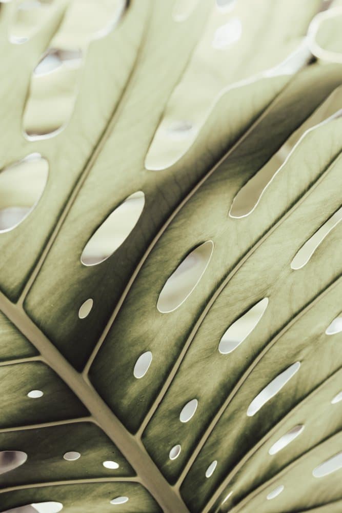 Monstera Leaf Pattern by Pictufy Studio III — canvas wall art