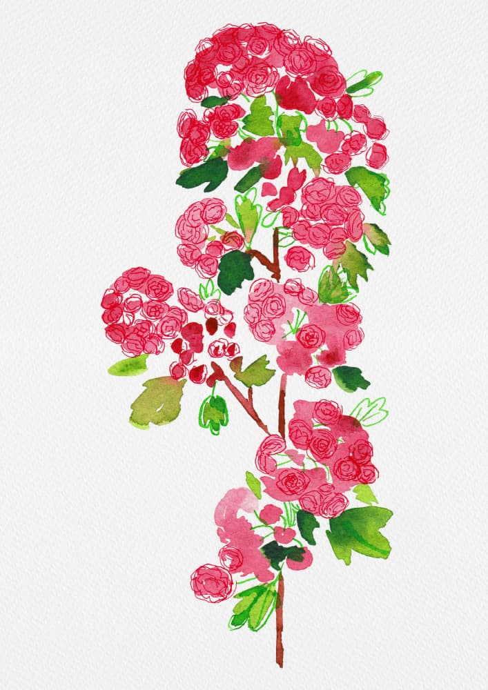 Pink Watercolor Blossoms by Kata Botanical — canvas wall art