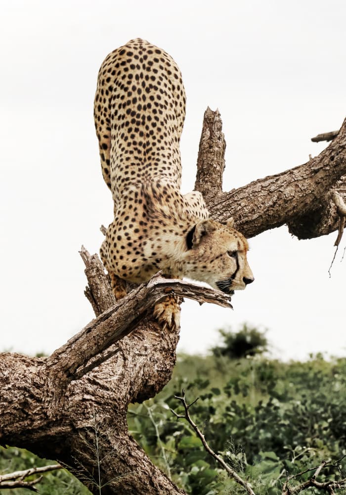 Watchful Cheetah In Tree by Felicia Berlin — canvas wall art