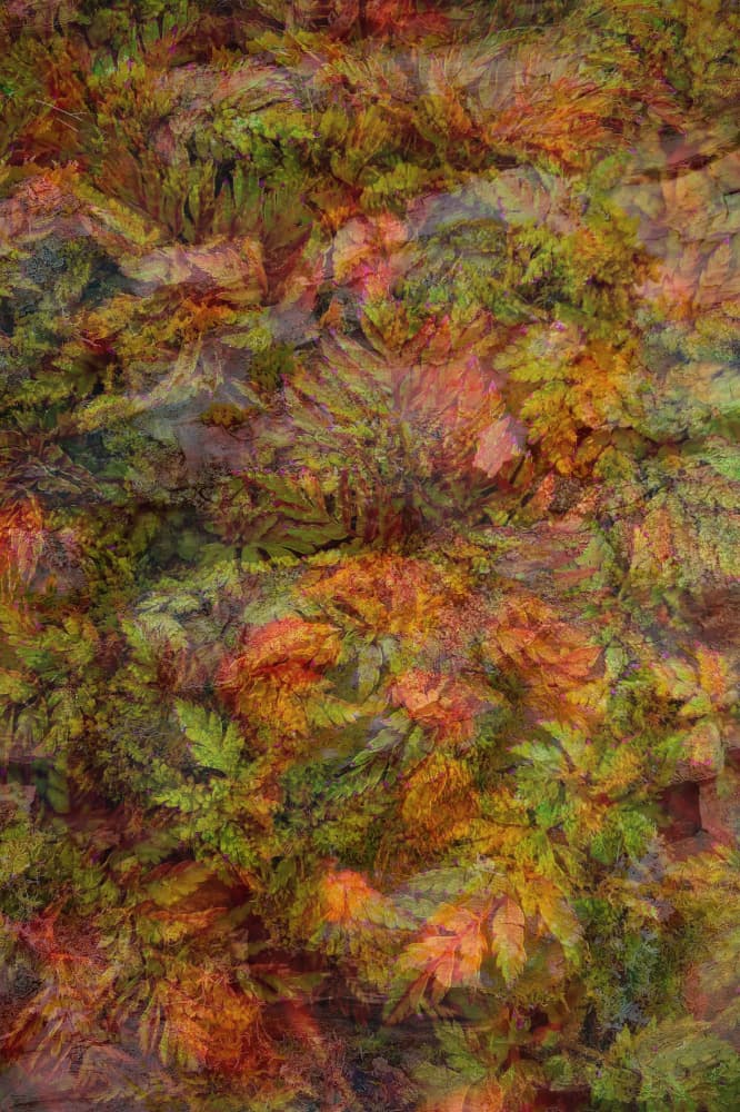 Vibrant Autumn Foliage by Pelin Atilla — canvas wall art