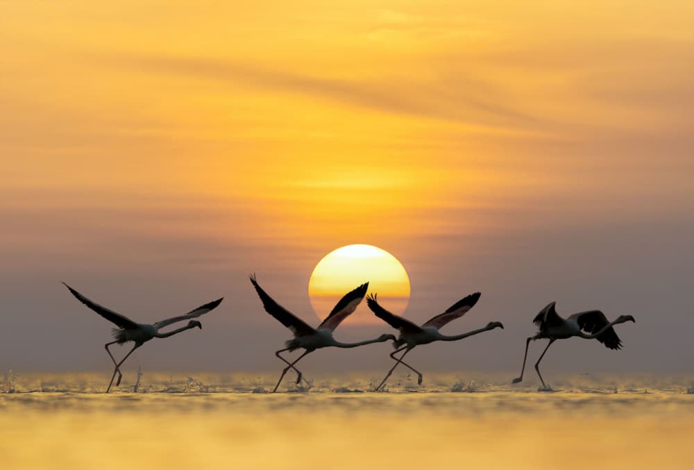 Golden Flamingos Running by אייל בר אור • Eyal Bar Or — canvas wall art