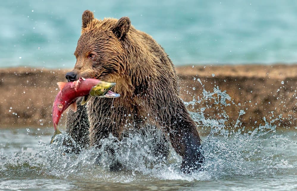 Grizzly Bear Salmon Catch by Giuseppe DAmico — canvas wall art
