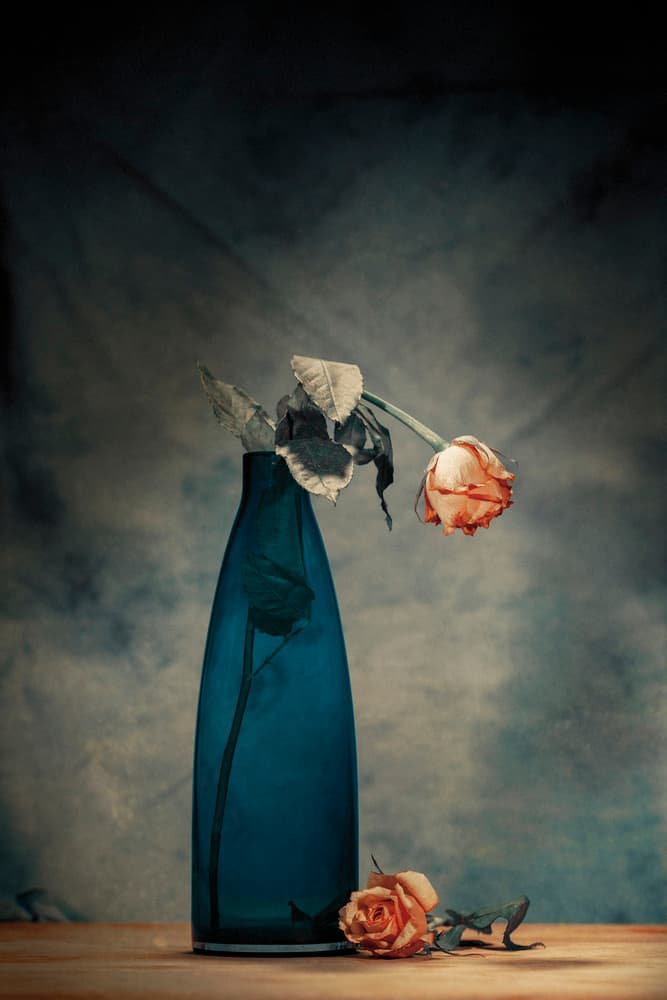 Dramatic Withered Roses by Howard Ashton-Jones — canvas wall art
