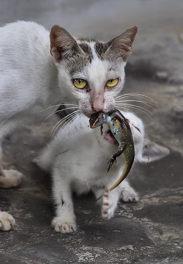Mother Cat Feeds Kitten by Jimmy Hoffman — canvas wall art