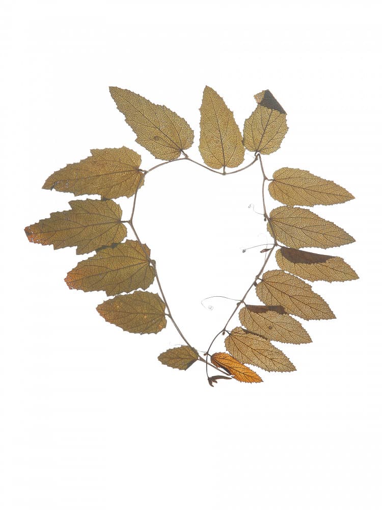 Leafy Embrace by Shot by Clint — canvas wall art