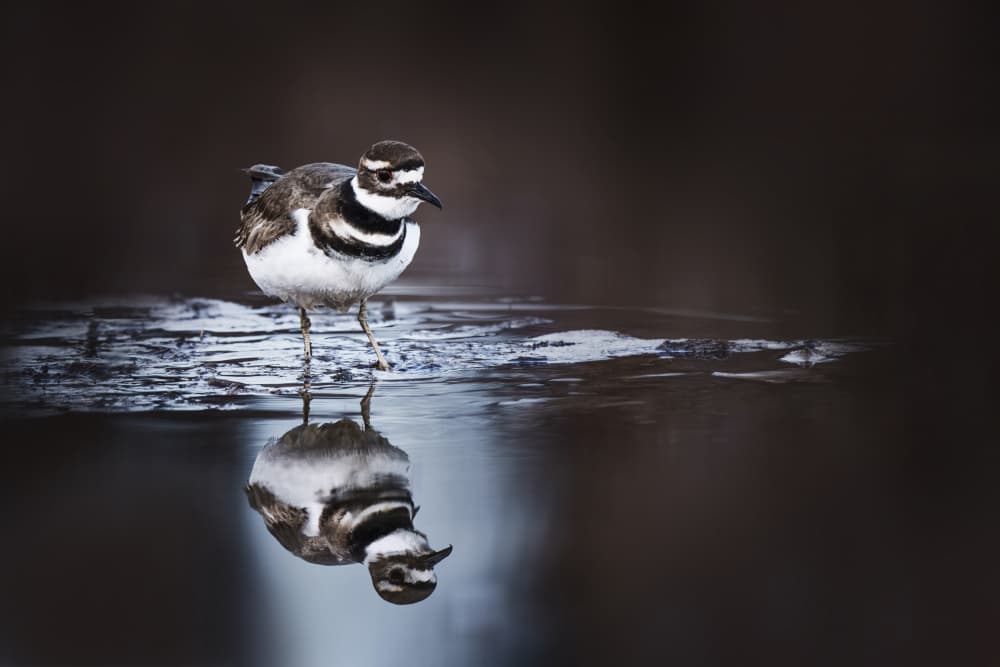 Tranquil Killdeer Reflection by Qing Zhao — canvas wall art
