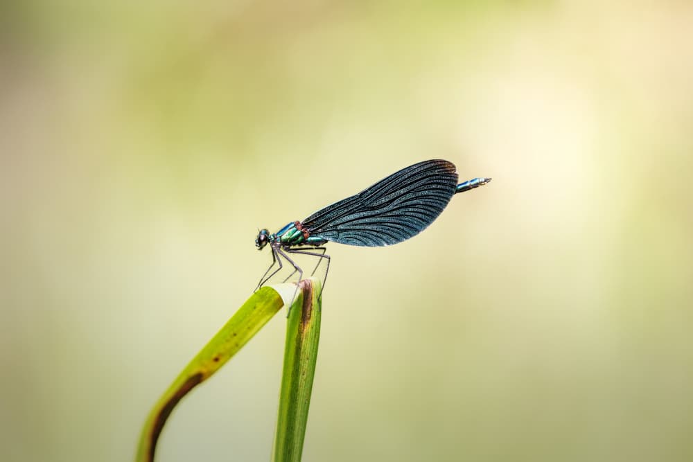 Shimmering Damselfly Grace by Magnus Renmyr — canvas wall art